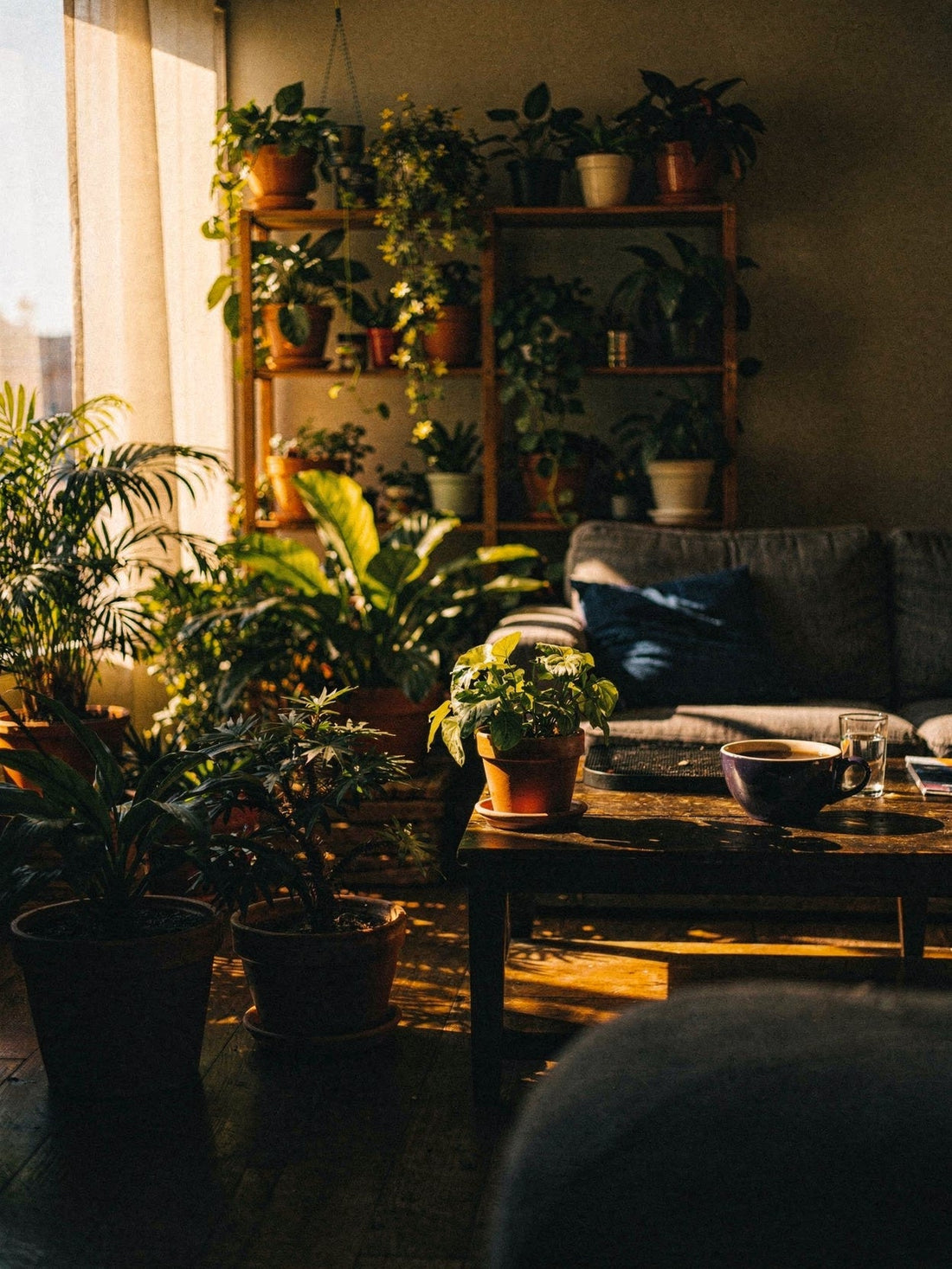 Best Indoor Plants for Beginners: Easy Houseplants That Actually Thrive