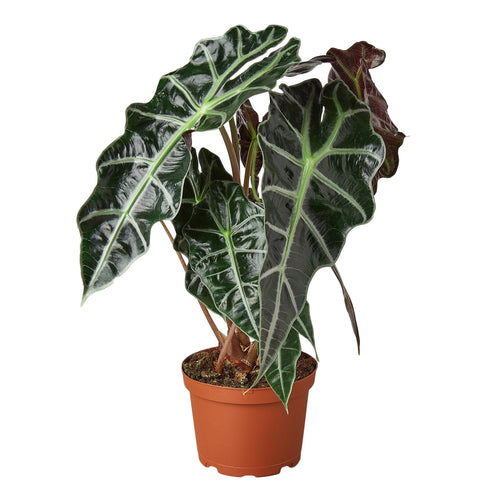 Alocasia Polly African Mask with dramatic arrow-shaped leaves and bold white veins.