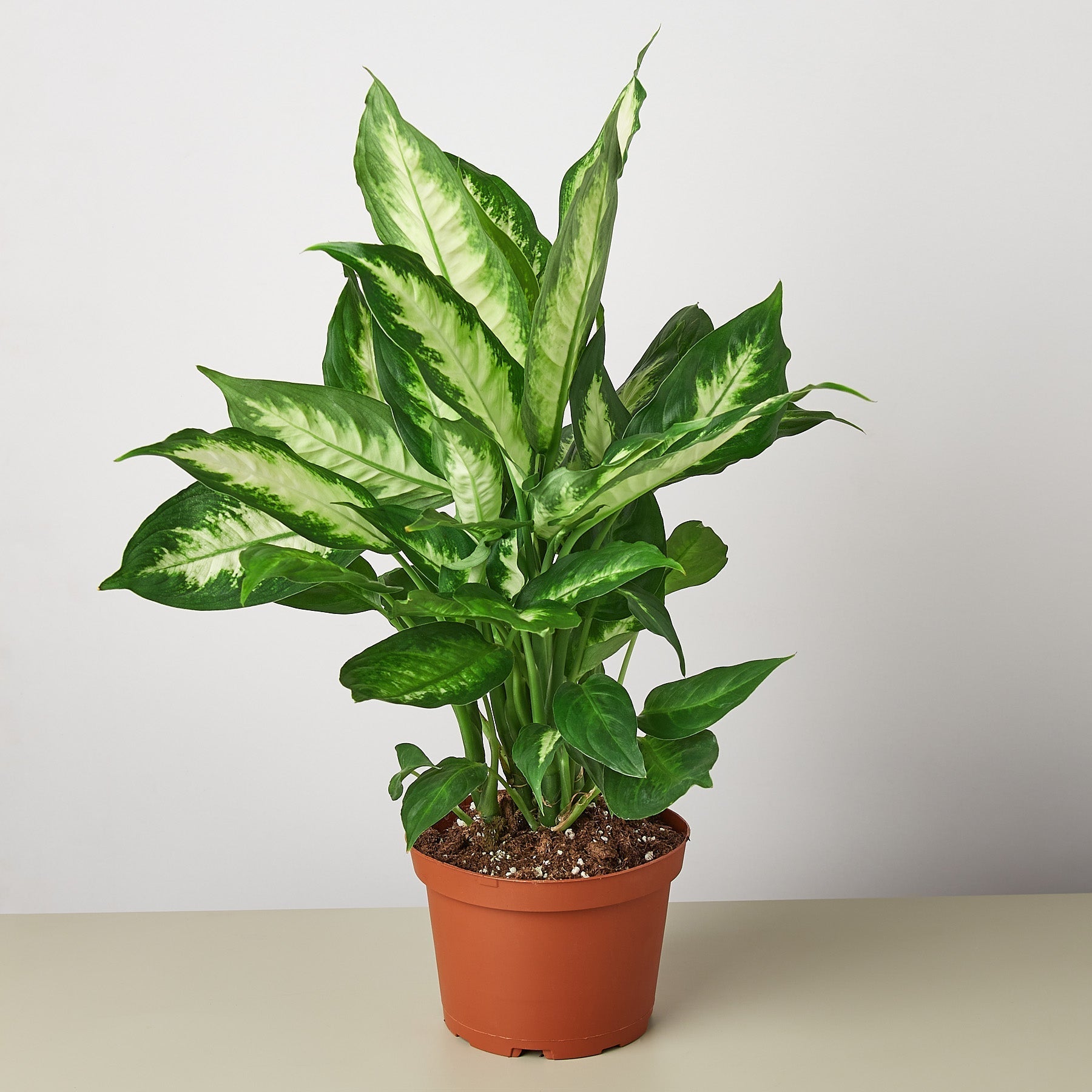 Dieffenbachia Camille with variegated green and cream foliage.