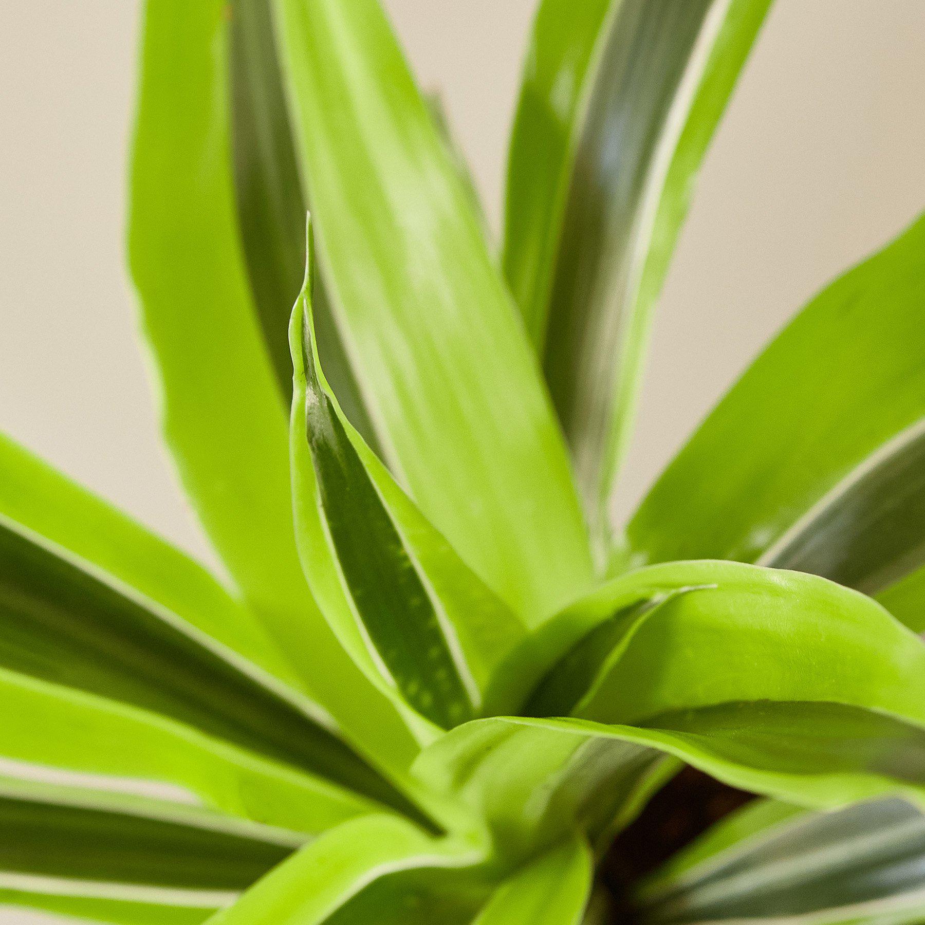 Dracaena Deremensis 'Lemon Surprise' - House Plant Shop