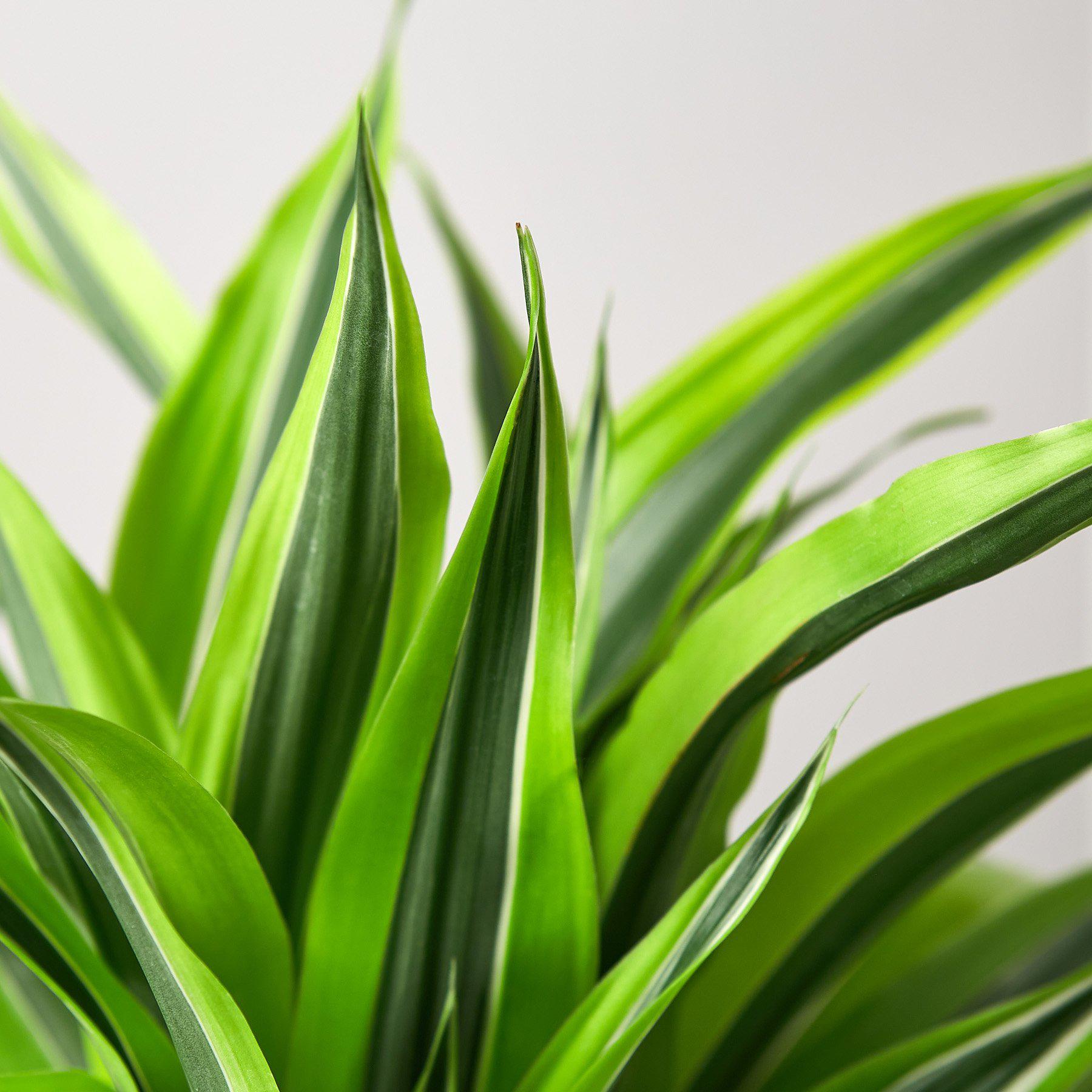 Dracaena Deremensis 'Lemon Surprise' - House Plant Shop