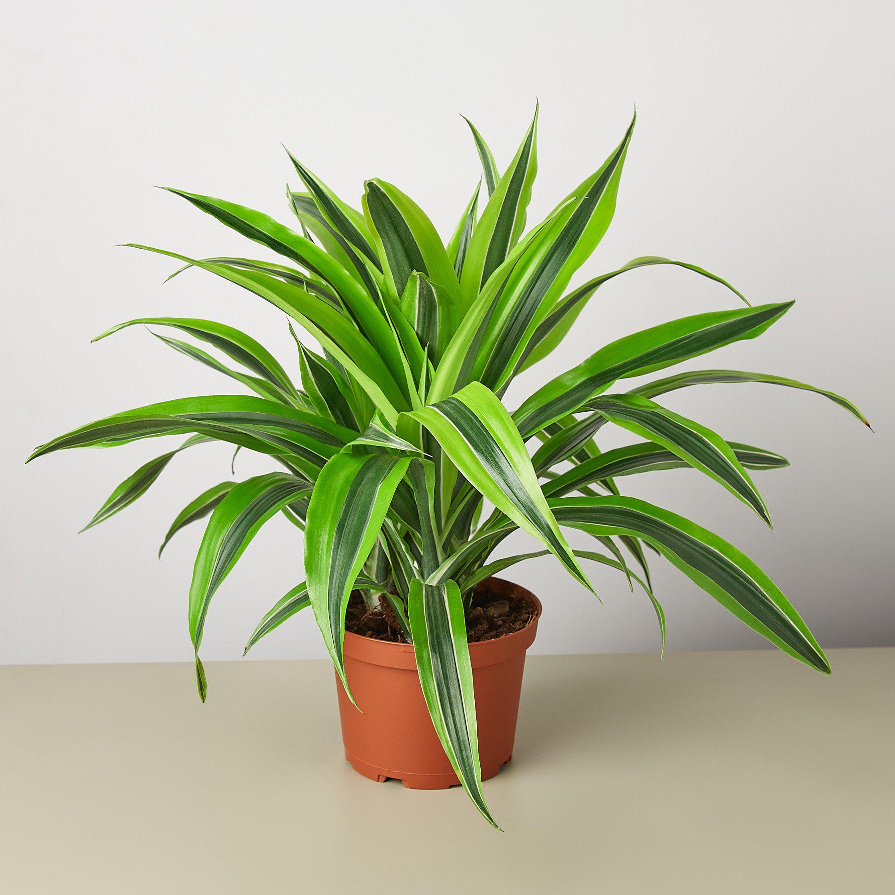 Dracaena Deremensis 'Lemon Surprise' - House Plant Shop