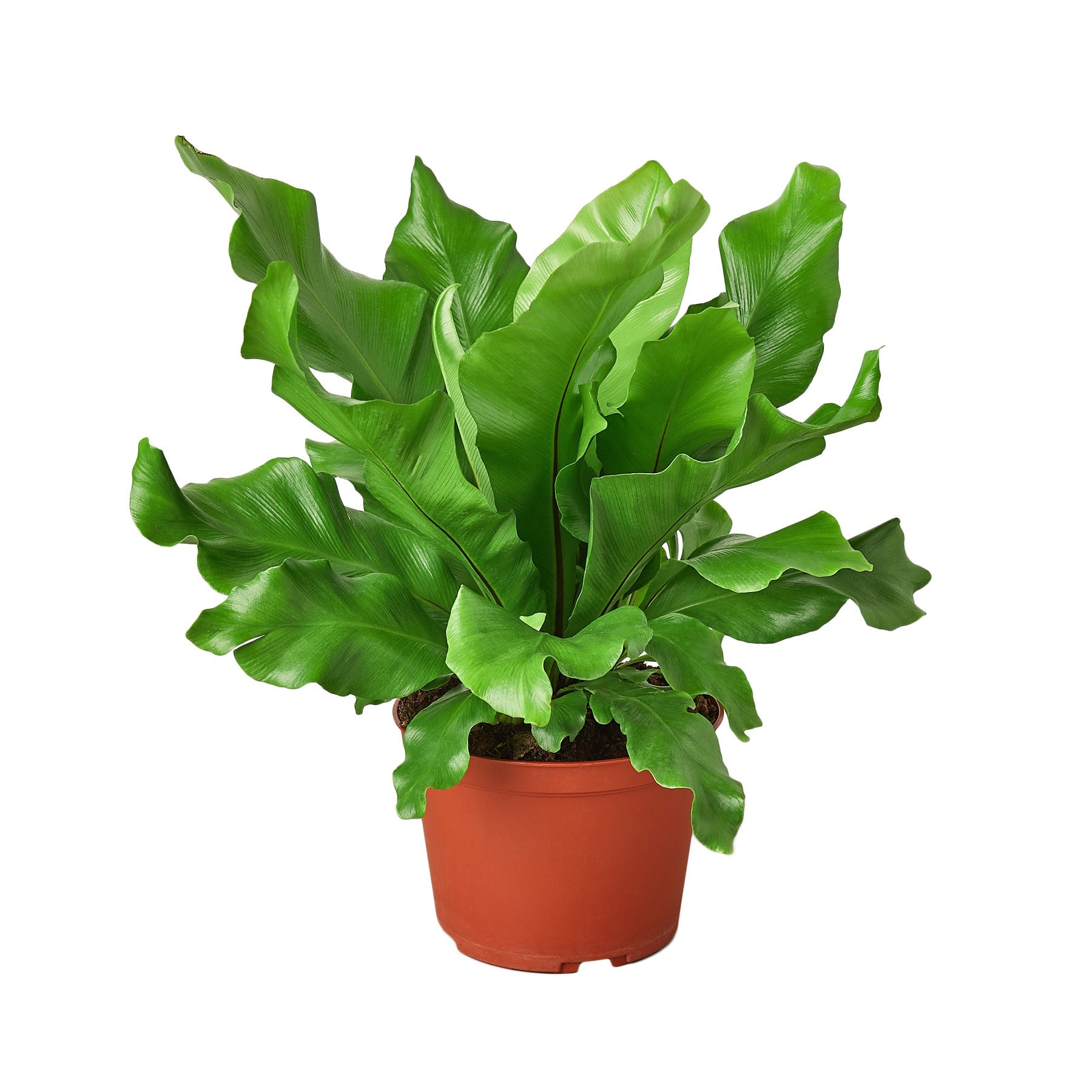 Bird's Nest Fern with lush green fronds in a decorative indoor planter.