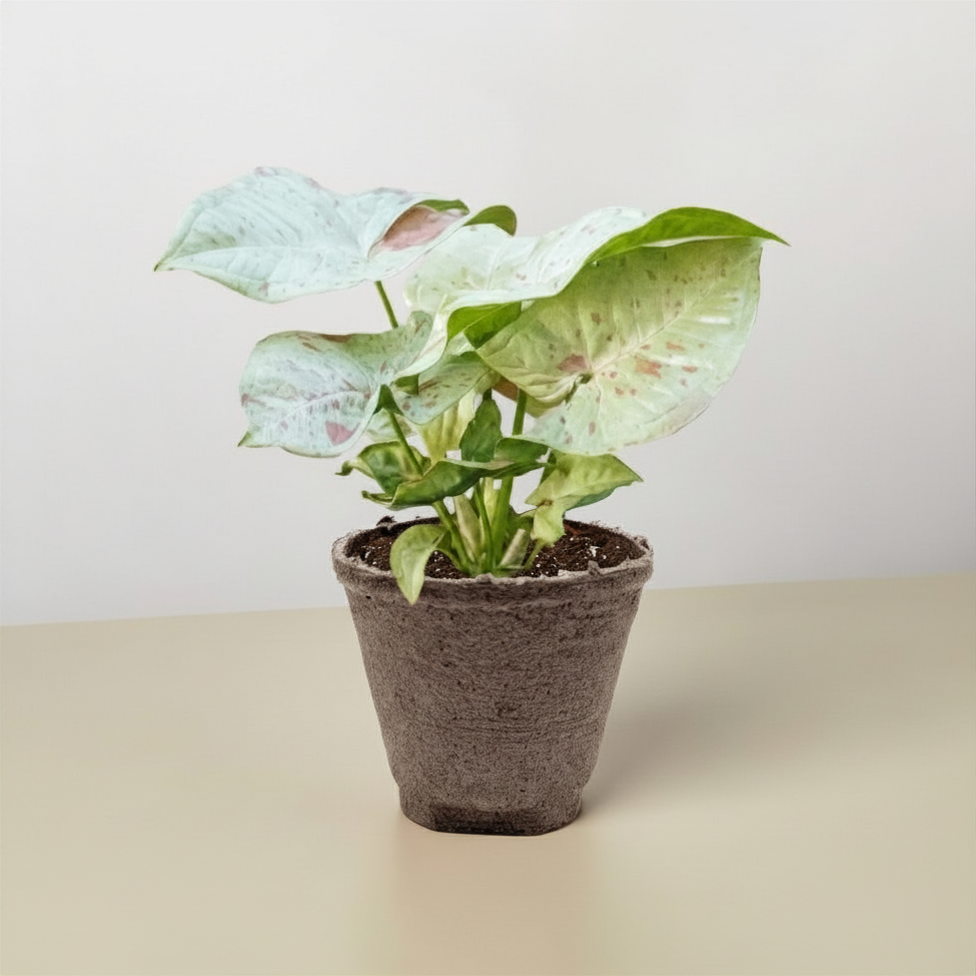 Syngonium 'Milk Confetti'