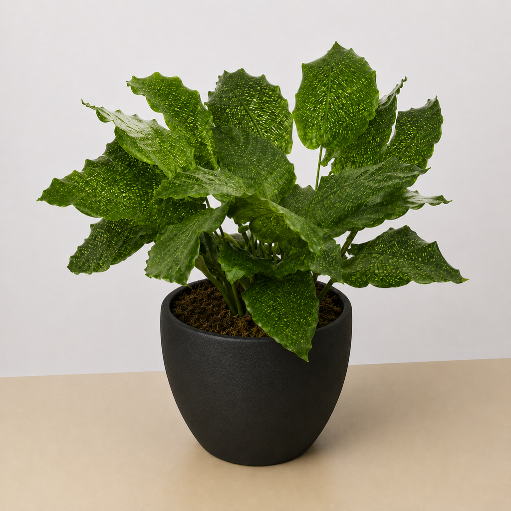 Calathea 'Musaica'