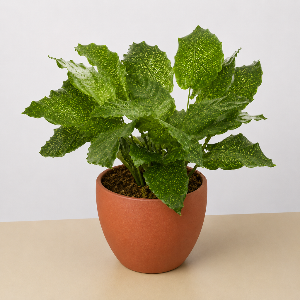 Calathea 'Musaica'