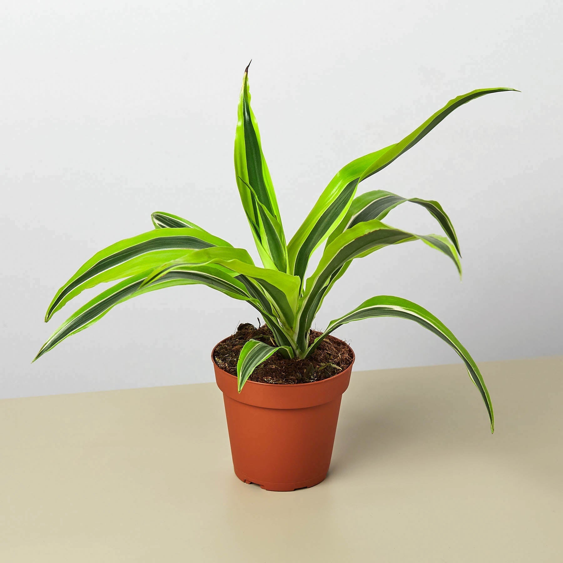 Dracaena Lemon Lime with vibrant green and yellow striped foliage.