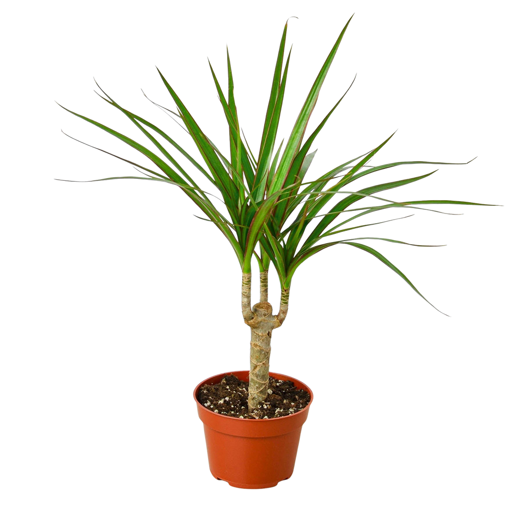 Dracaena Marginata Cane with slender trunks and arching green foliage.