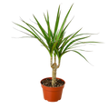 Dracaena Marginata Cane with slender trunks and arching green foliage.