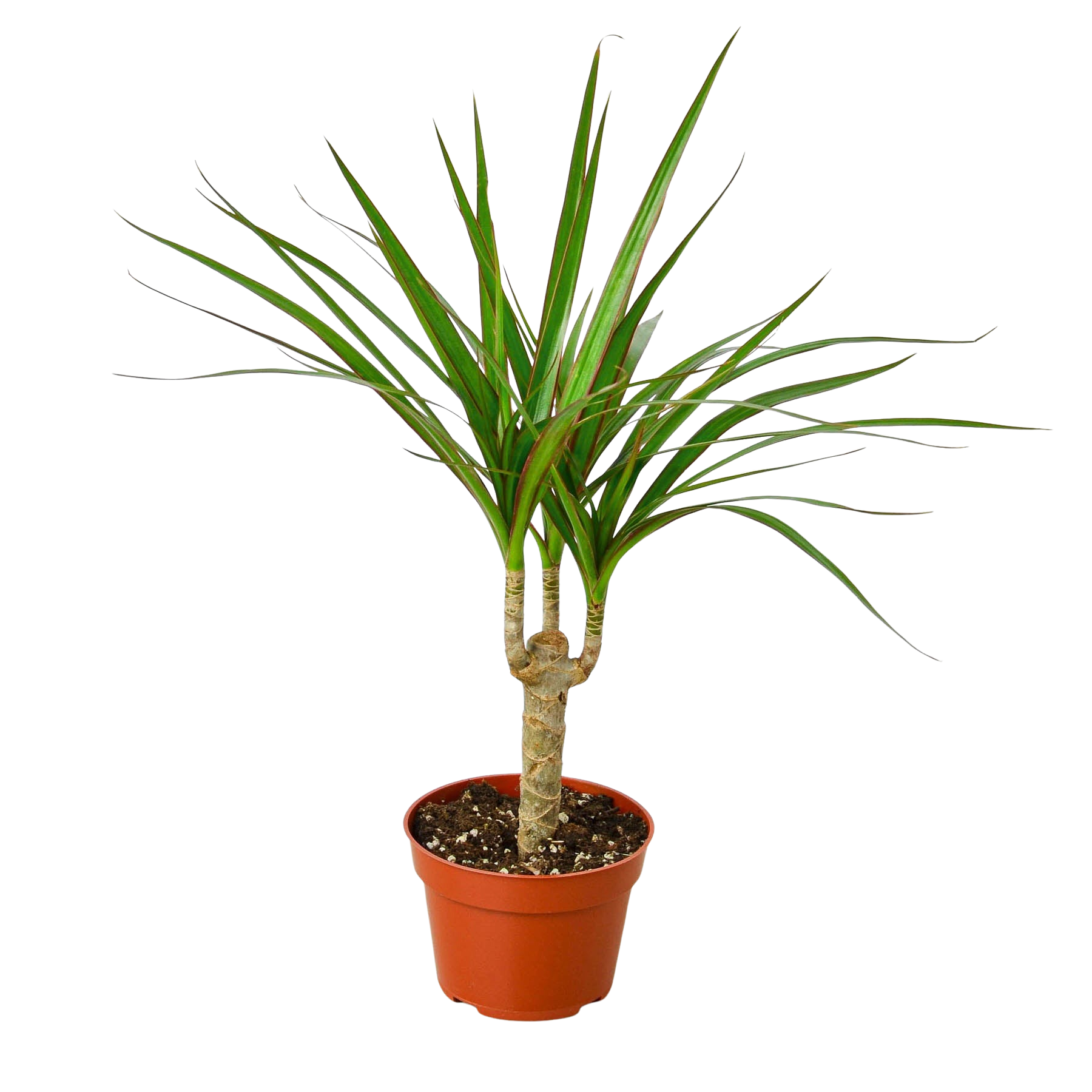 Dracaena Marginata Cane with slender trunks and arching green foliage.