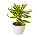 Dracaena Song of India