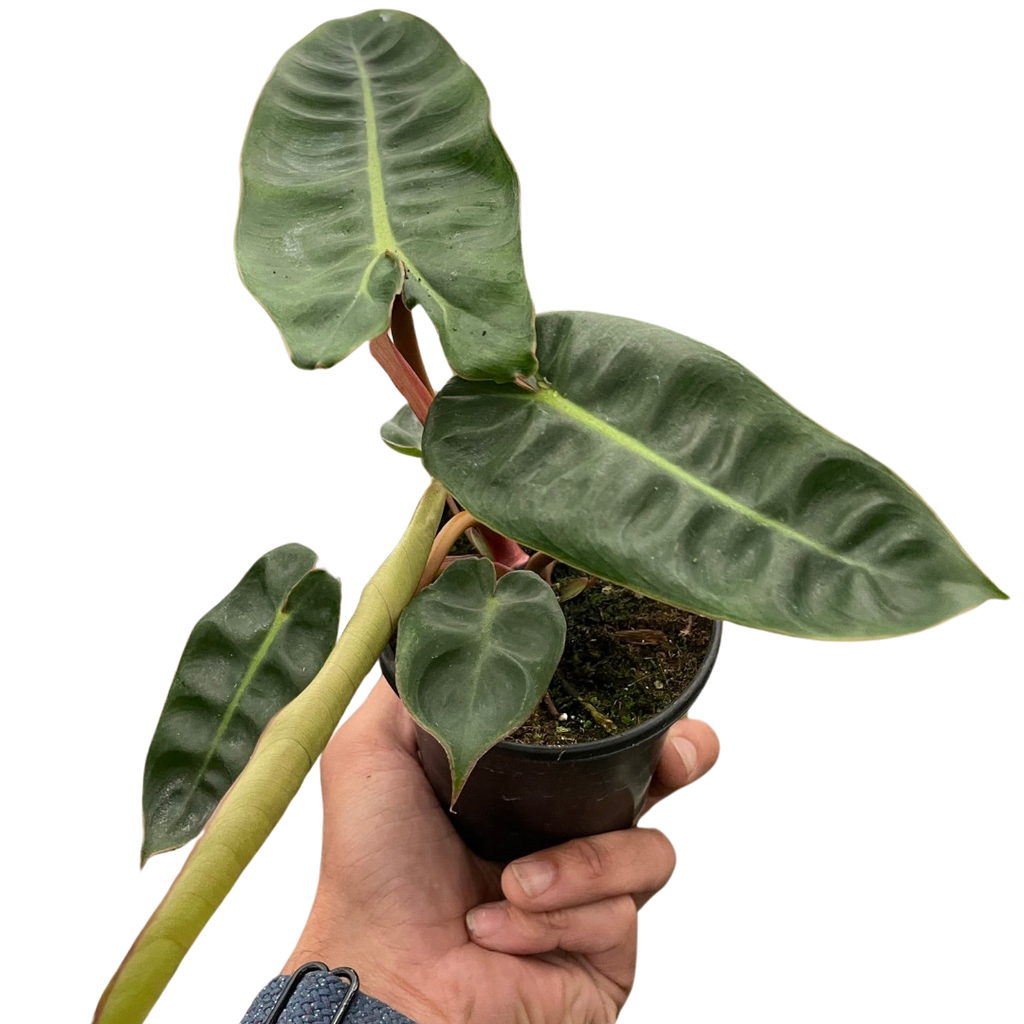 Philodendron Billietiae with elongated tropical leaves and orange stems.