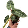 Philodendron Billietiae with elongated tropical leaves and orange stems.