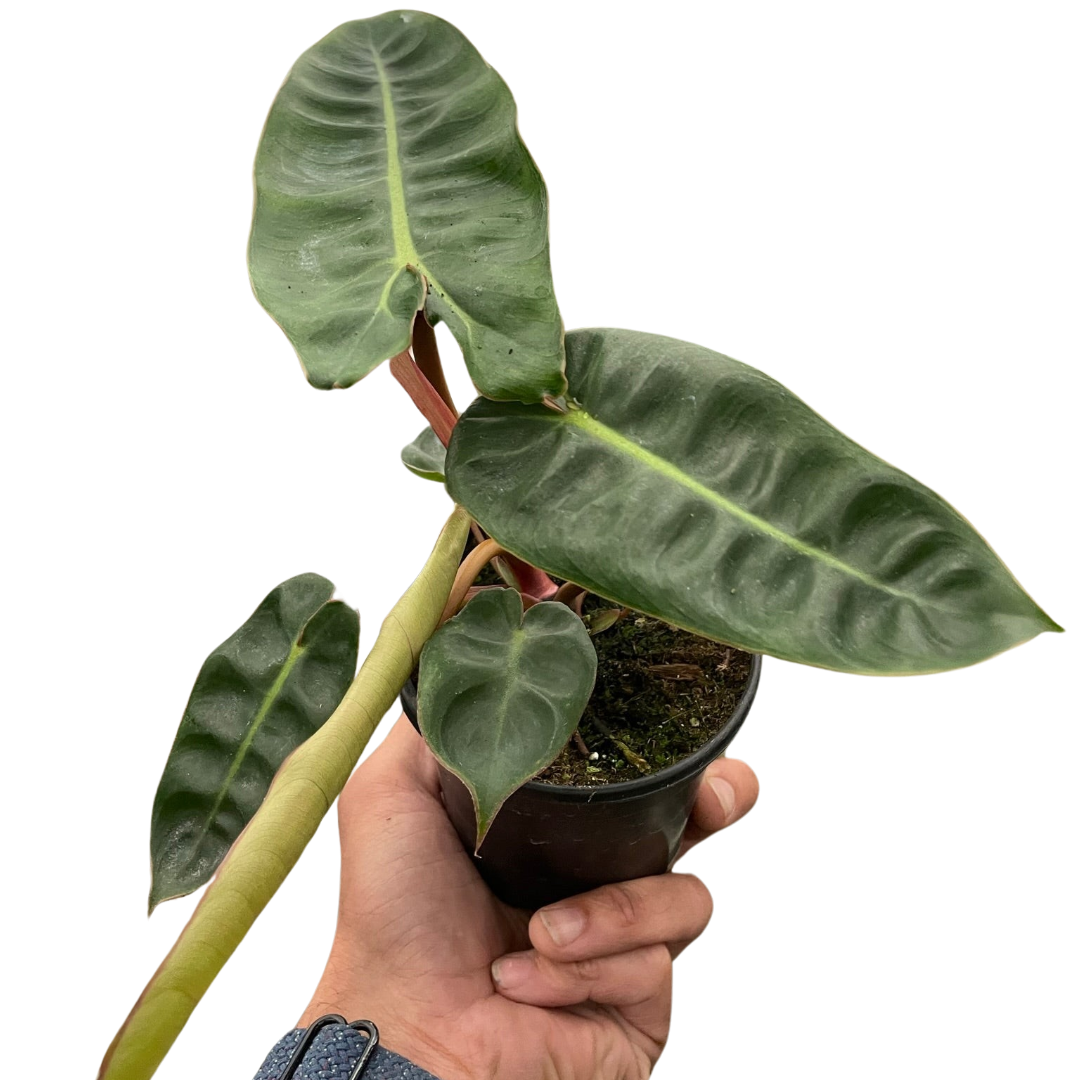 Philodendron Billietiae with elongated tropical leaves and orange stems.
