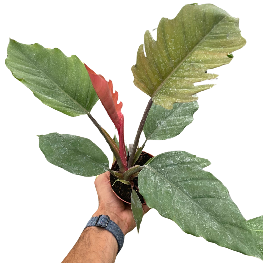 Philodendron Choco Empress with rich green foliage and chocolate-toned new growth.