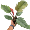 Philodendron Choco Empress with rich green foliage and chocolate-toned new growth.