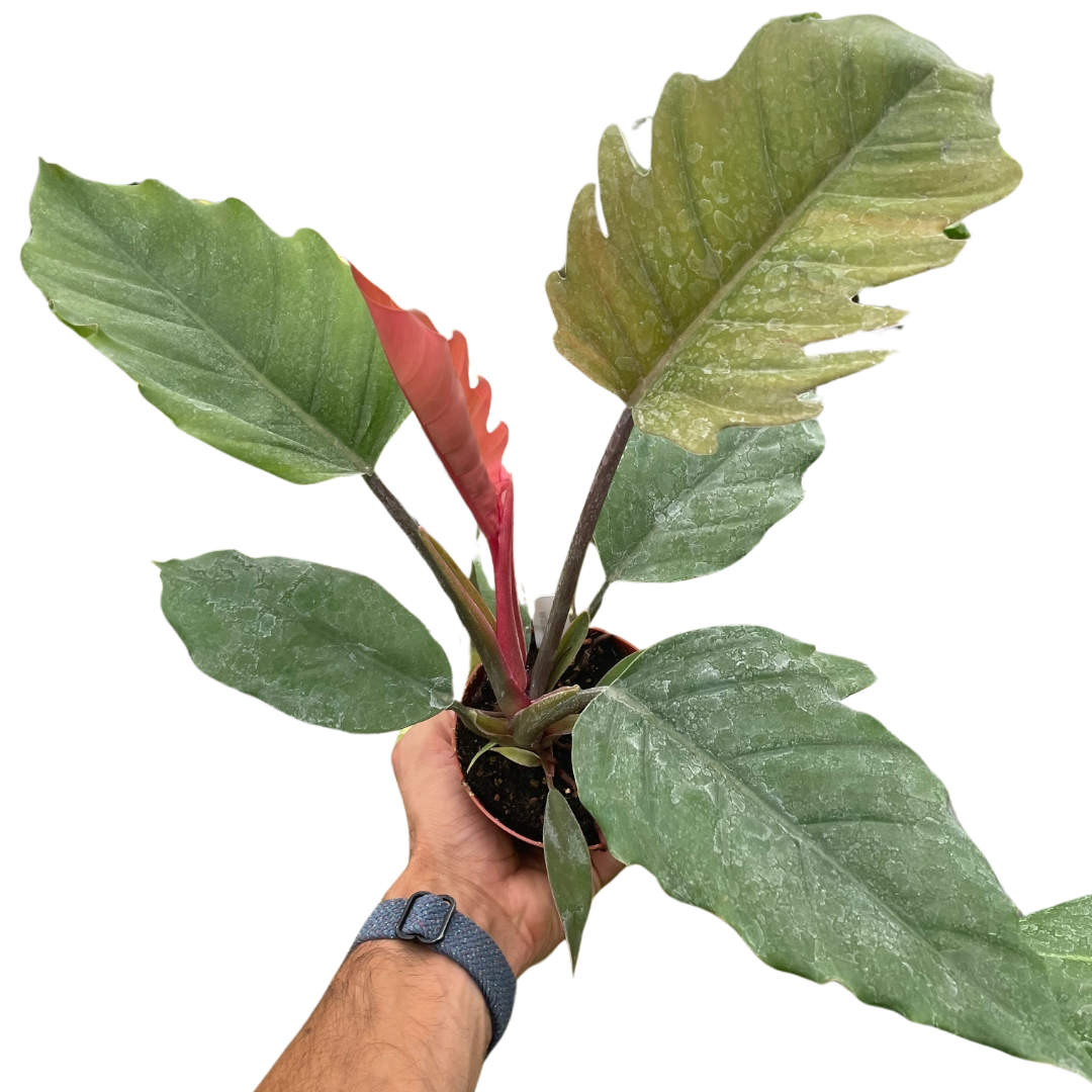 Philodendron Choco Empress with rich green foliage and chocolate-toned new growth.