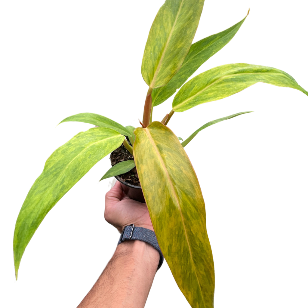 Philodendron Orange Marmalade with vibrant orange and green variegated leaves.