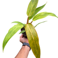 Philodendron Orange Marmalade with vibrant orange and green variegated leaves.