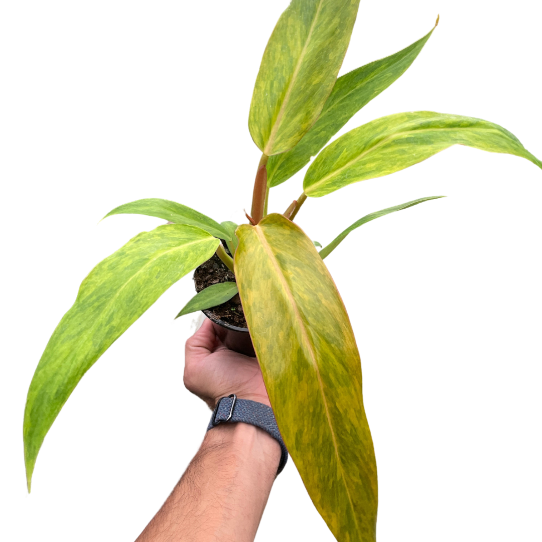 Philodendron Orange Marmalade with vibrant orange and green variegated leaves.