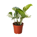 Manjula Pothos with cream and green variegated trailing foliage.
