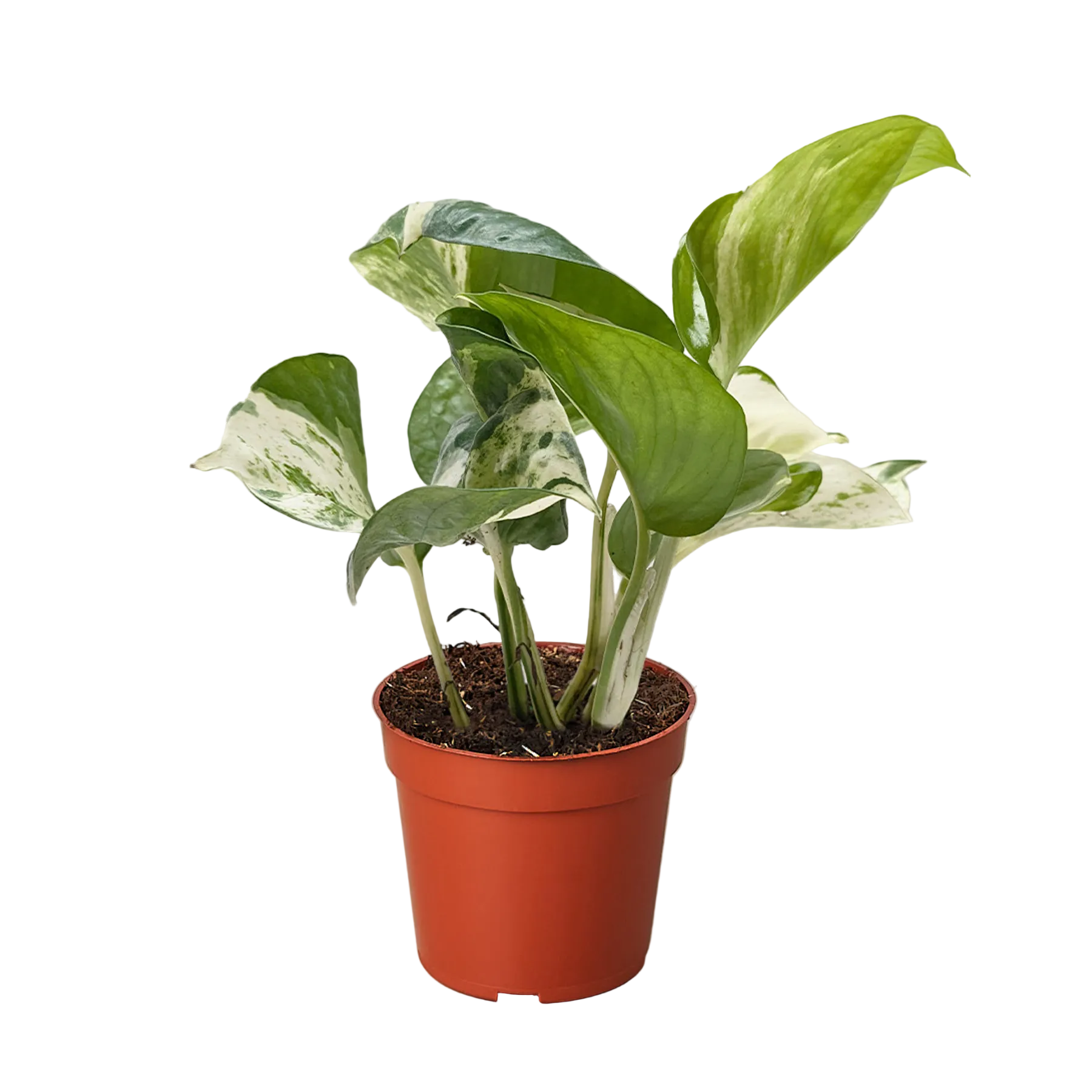 Manjula Pothos with cream and green variegated trailing foliage.