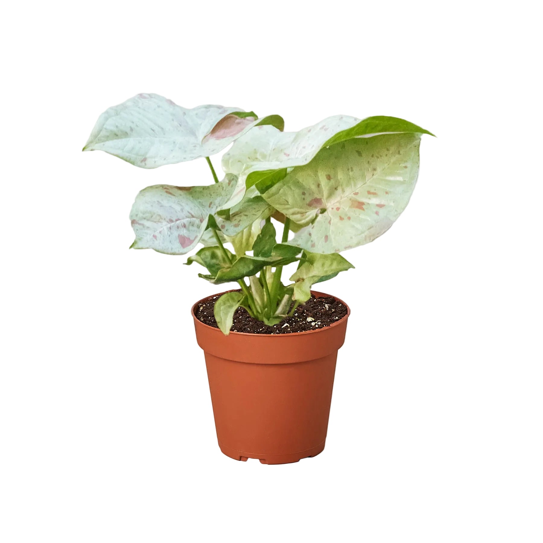 Syngonium Milk Confetti with soft pink-speckled variegated foliage.