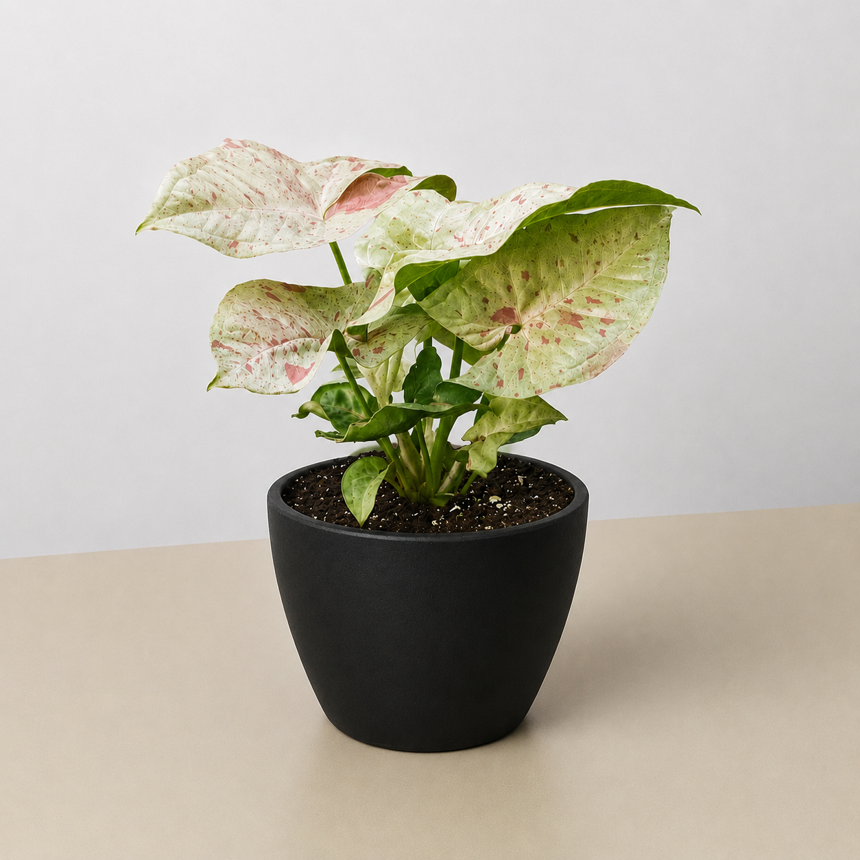 Syngonium 'Milk Confetti'