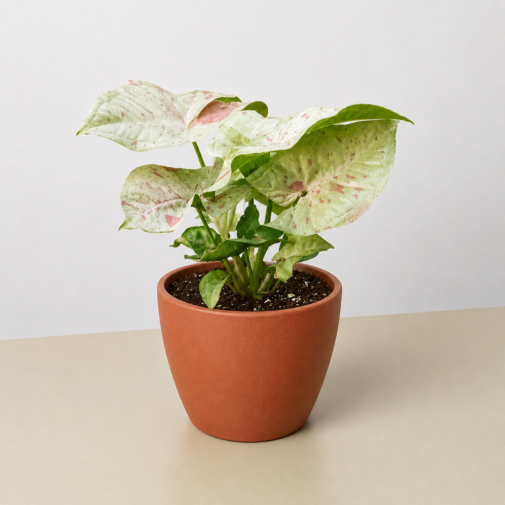 Syngonium 'Milk Confetti'