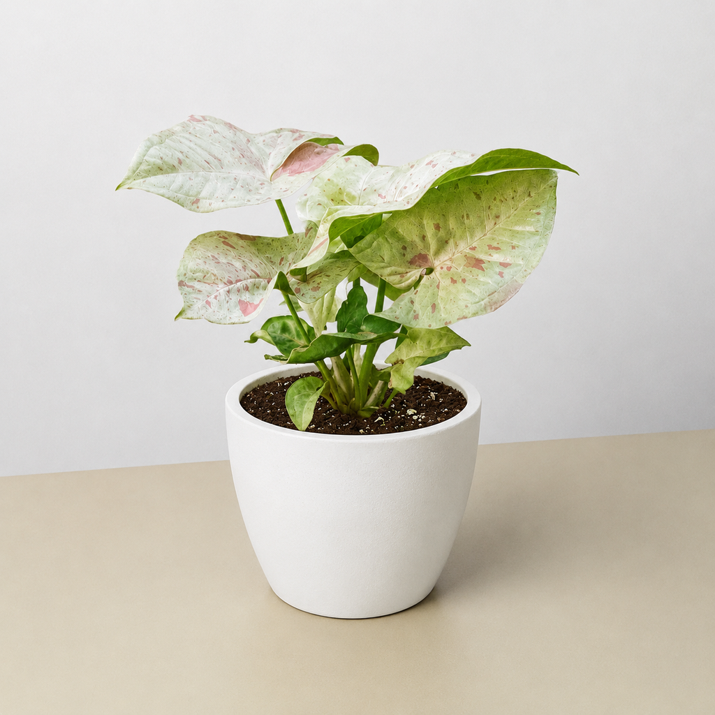 Syngonium 'Milk Confetti'