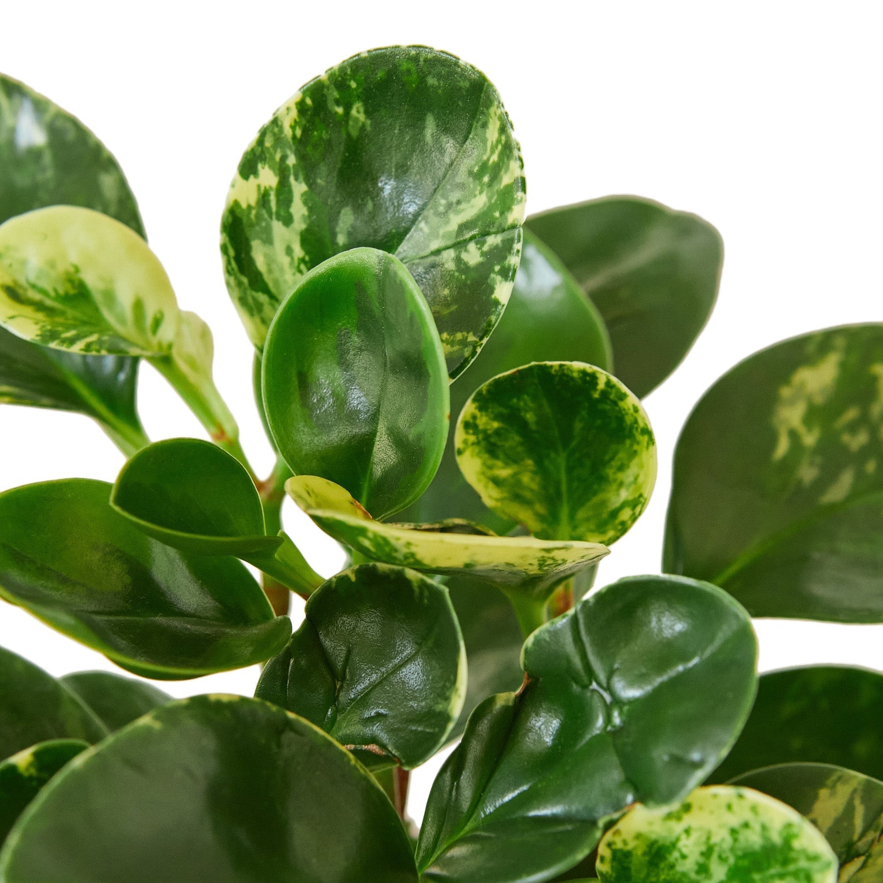 Peperomia Marble with variegated green and cream leaves.