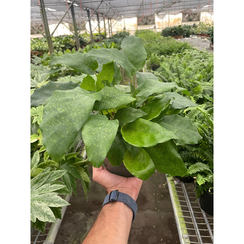 Calathea Musaica with distinctive mosaic-patterned green leaves.