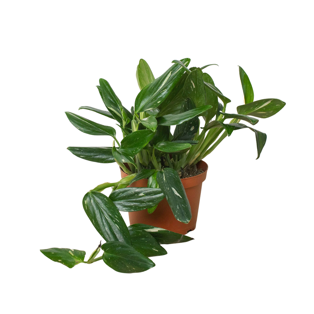 Monstera Standleyana Albo with elegant white and green variegated leaves.