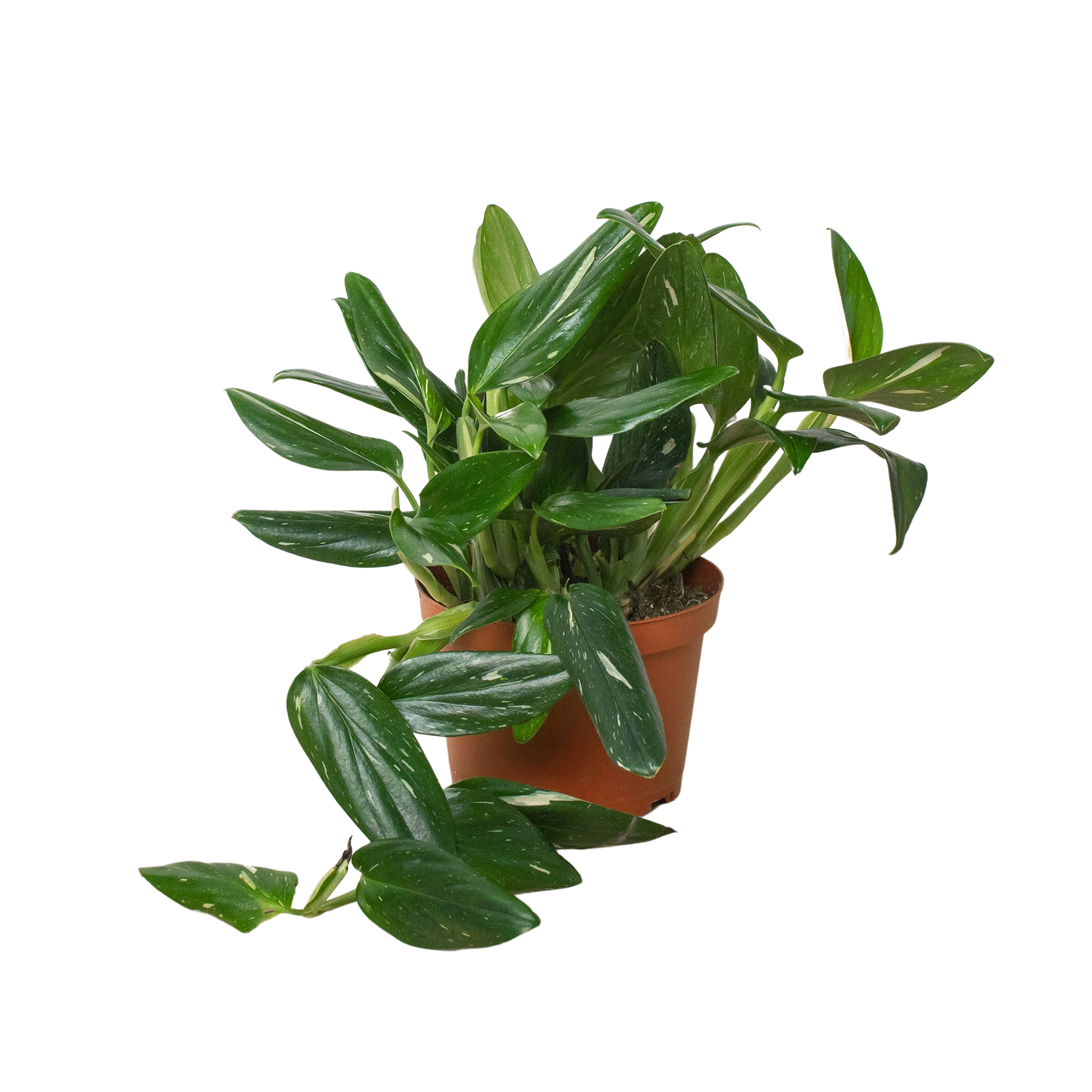 Monstera Standleyana Albo with elegant white and green variegated leaves.