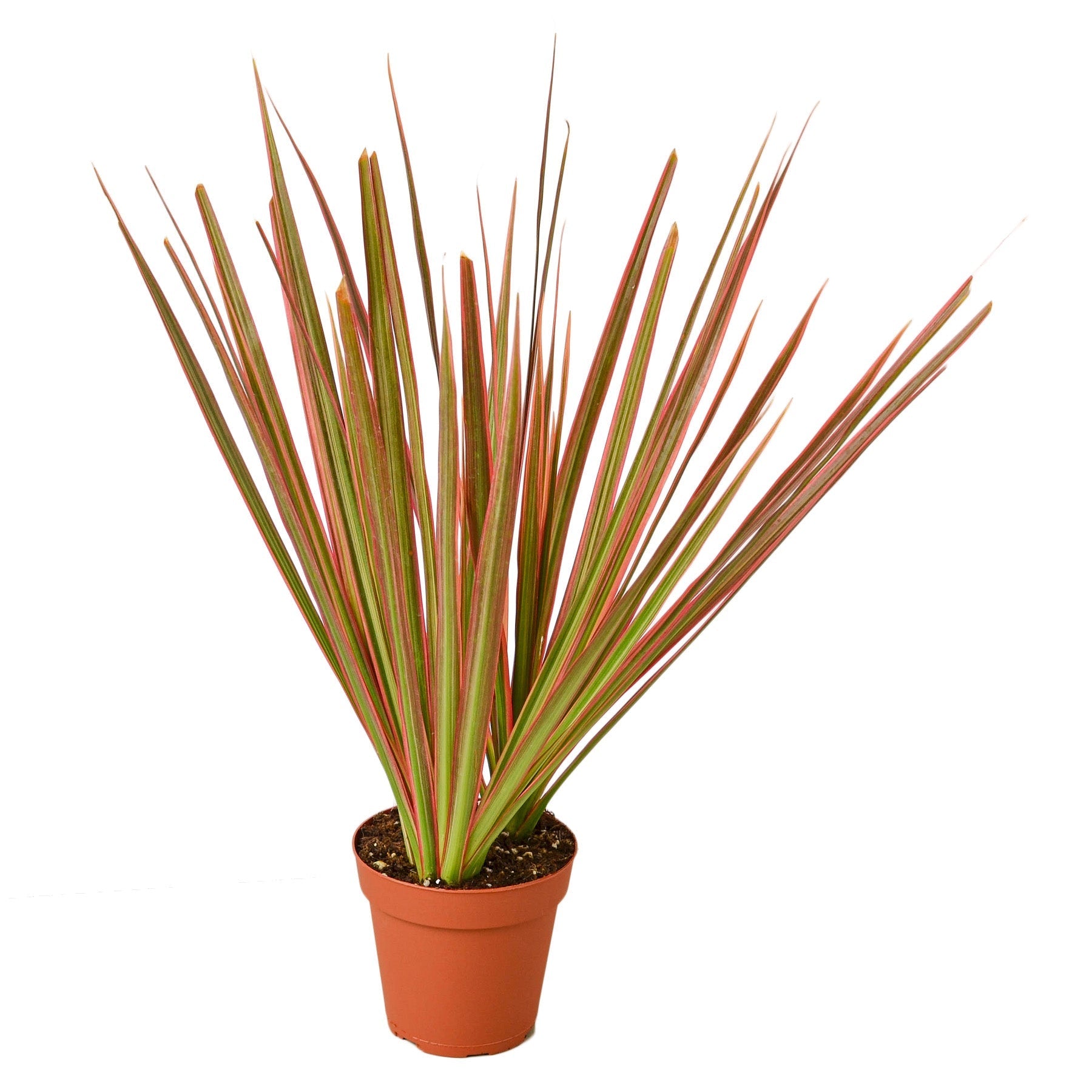 Dracaena Colorama with colorful pink, green, and burgundy foliage.