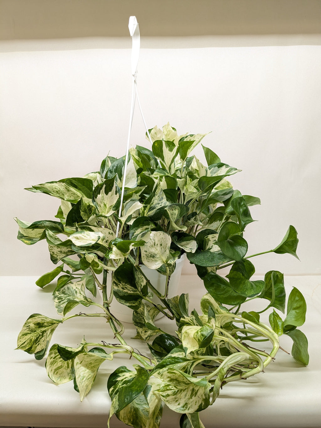 Pothos Manjula