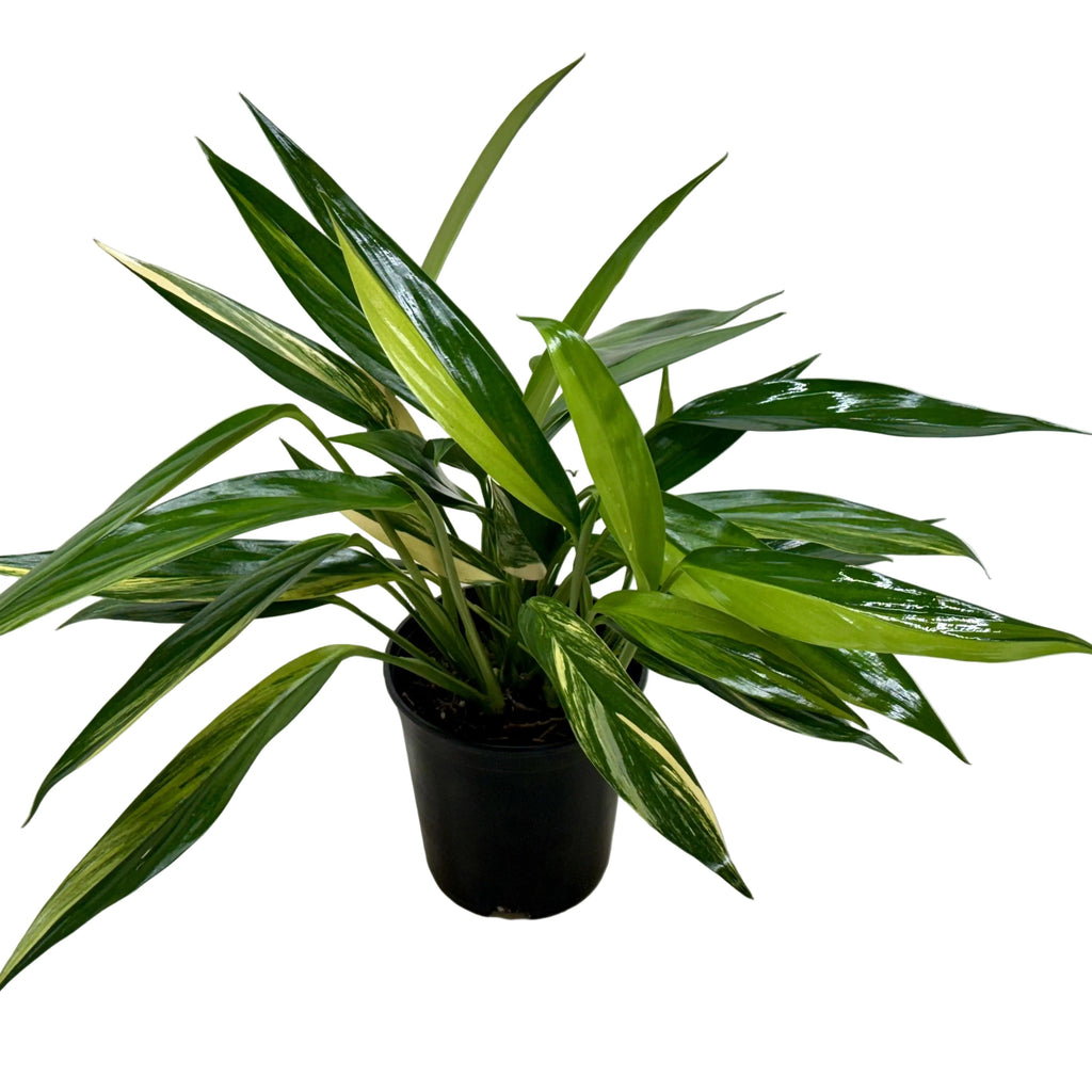 Silver Streak Variegated Pothos with silver and green trailing foliage.