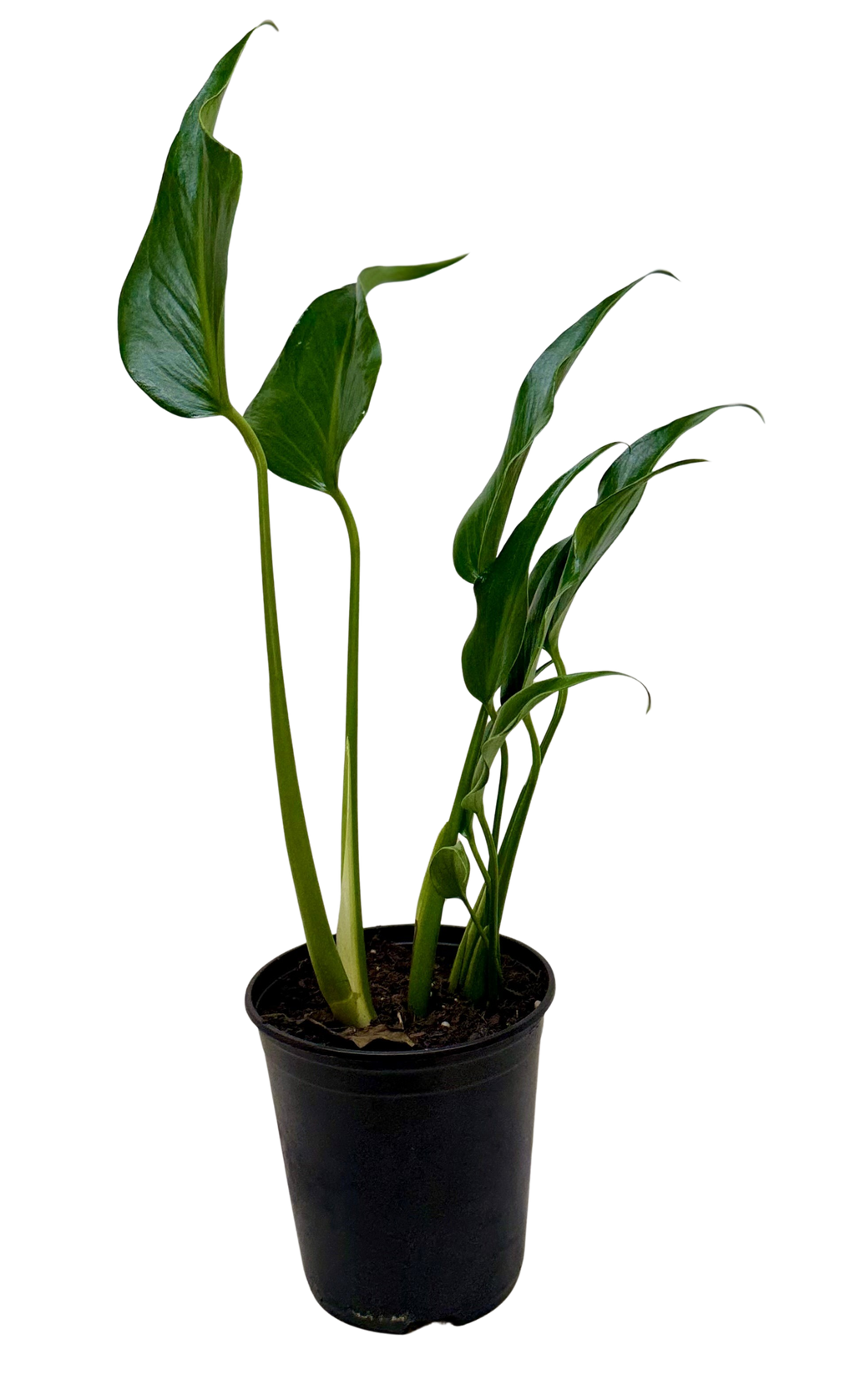 Rare Monstera Burle Marx Flame with deeply fenestrated tropical foliage.