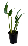 Rare Monstera Burle Marx Flame with deeply fenestrated tropical foliage.