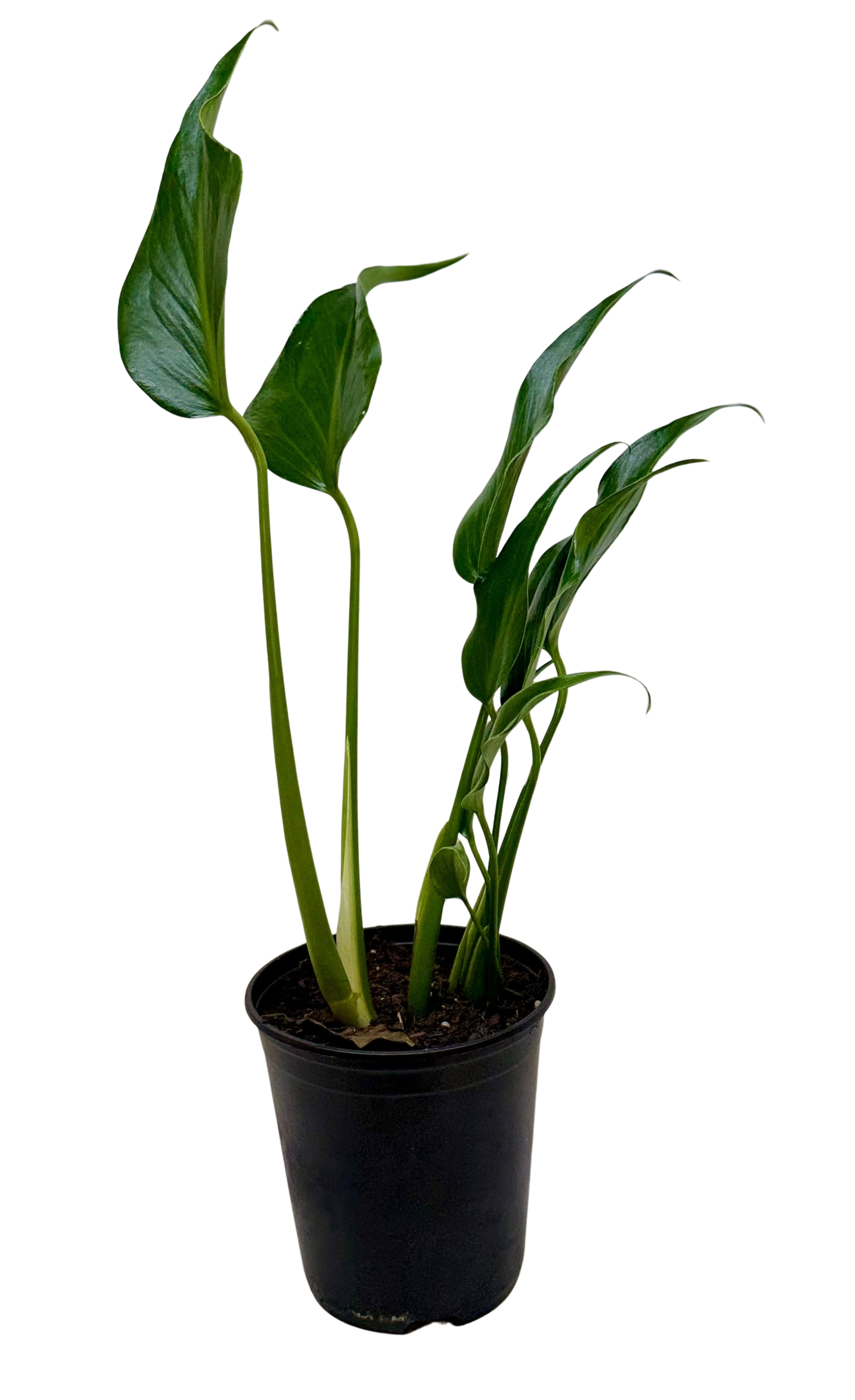 Rare Monstera Burle Marx Flame with deeply fenestrated tropical foliage.