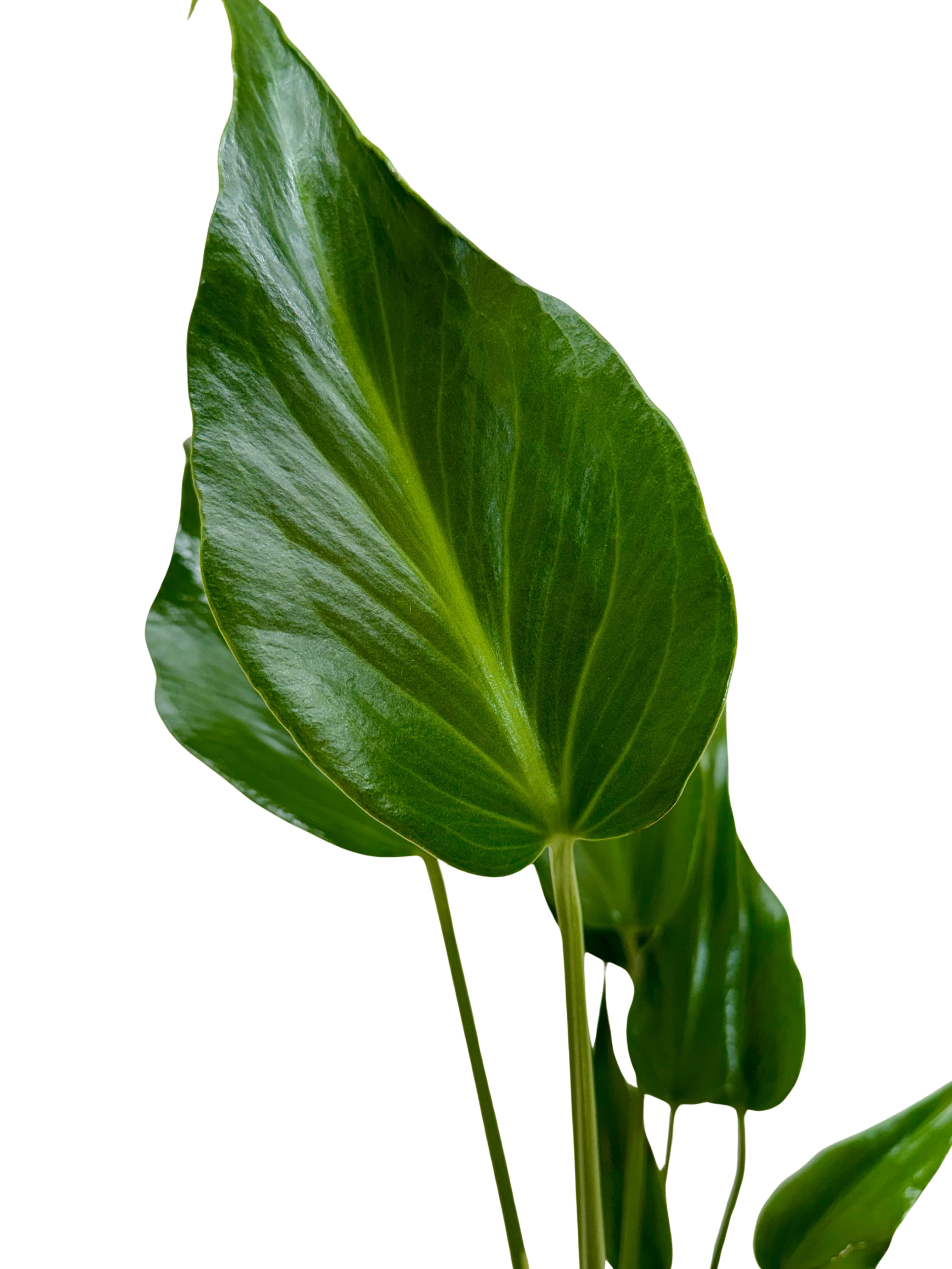 Monstera Burle Marx Flame