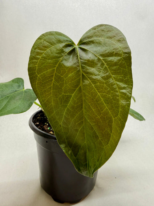 Anthurium 'Queen of Hearts'