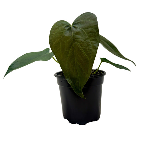 Anthurium Queen of Hearts with large heart-shaped tropical foliage.