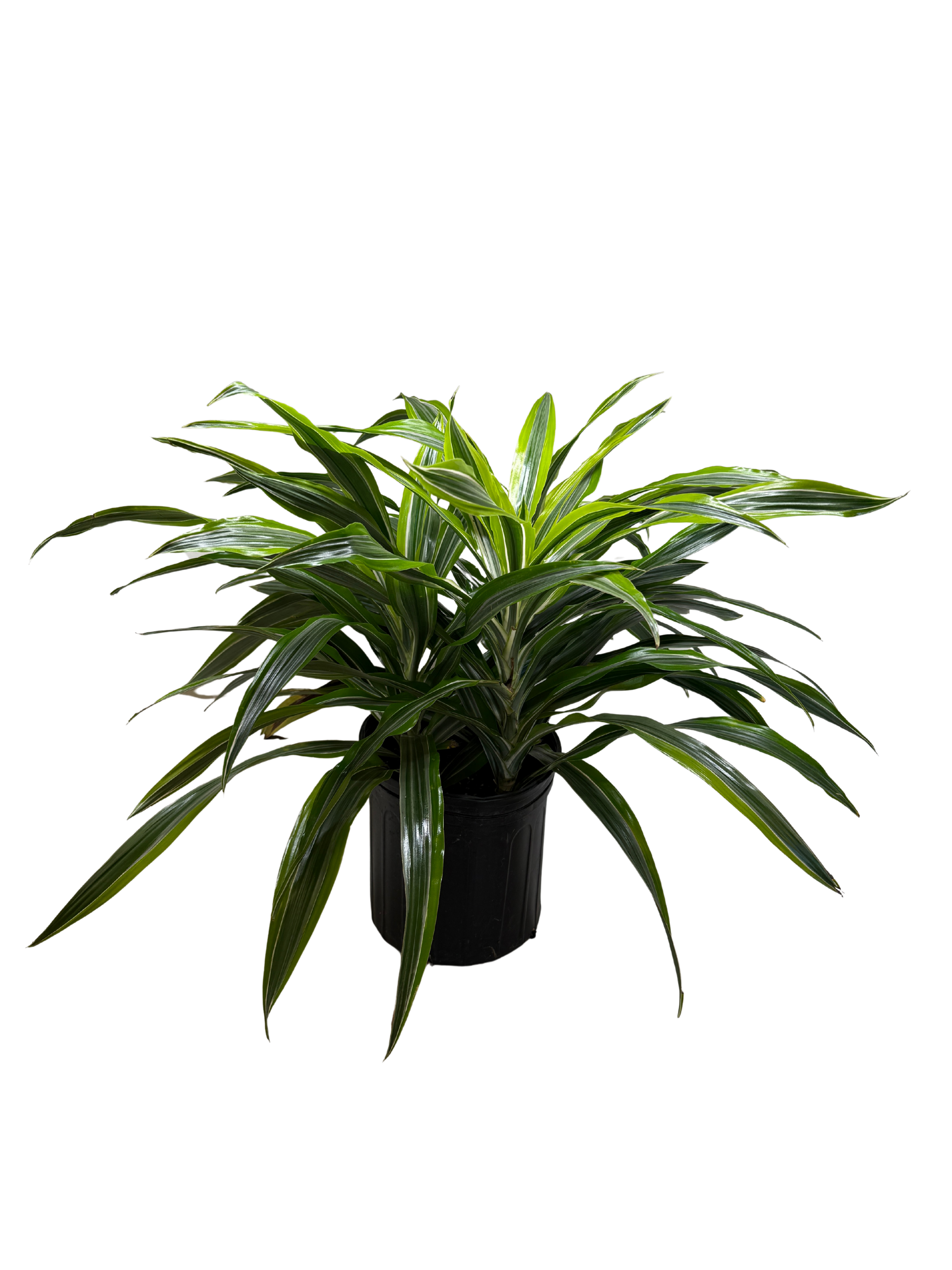 Dracaena 'Lemon Lime'