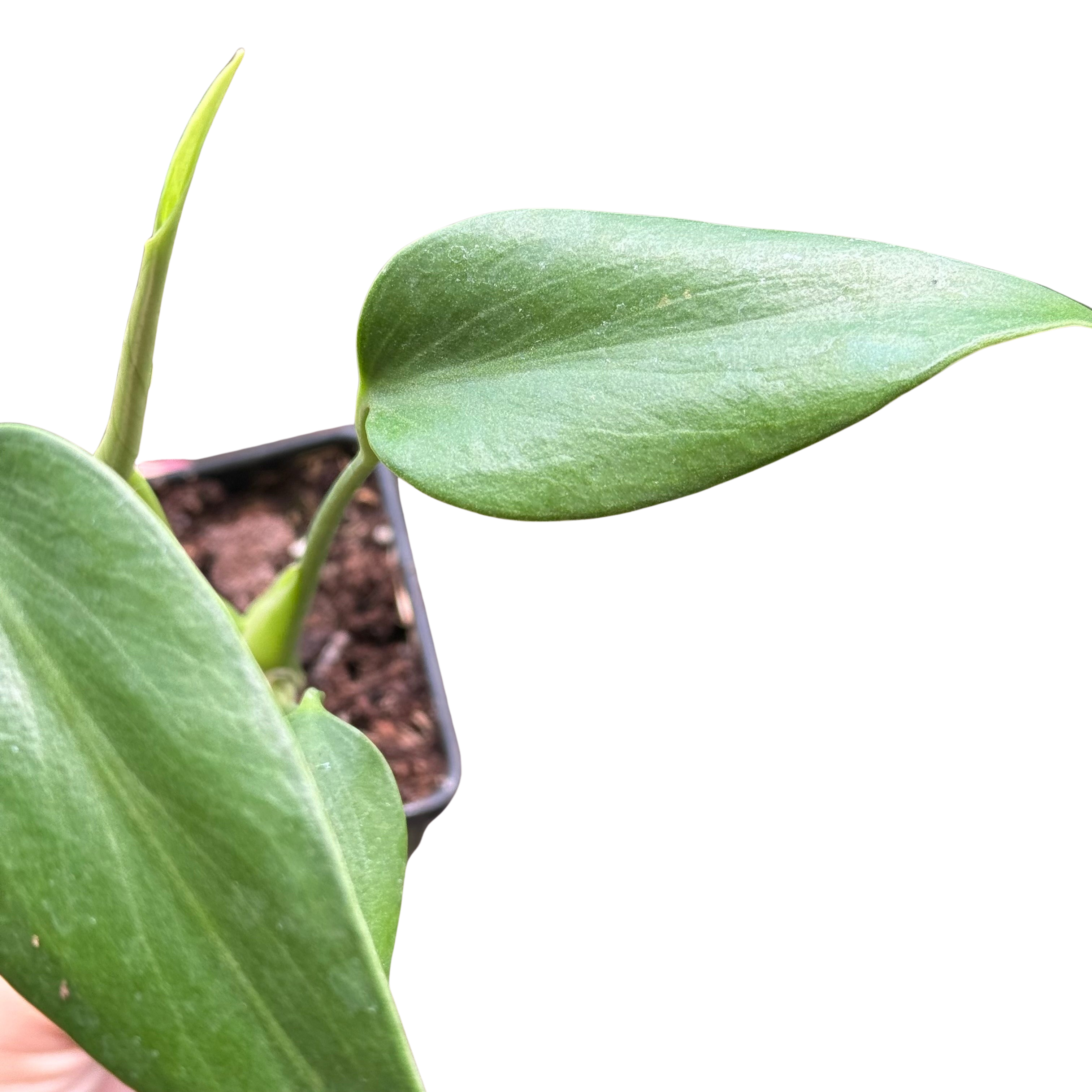 Monstera Burle Marx Flame