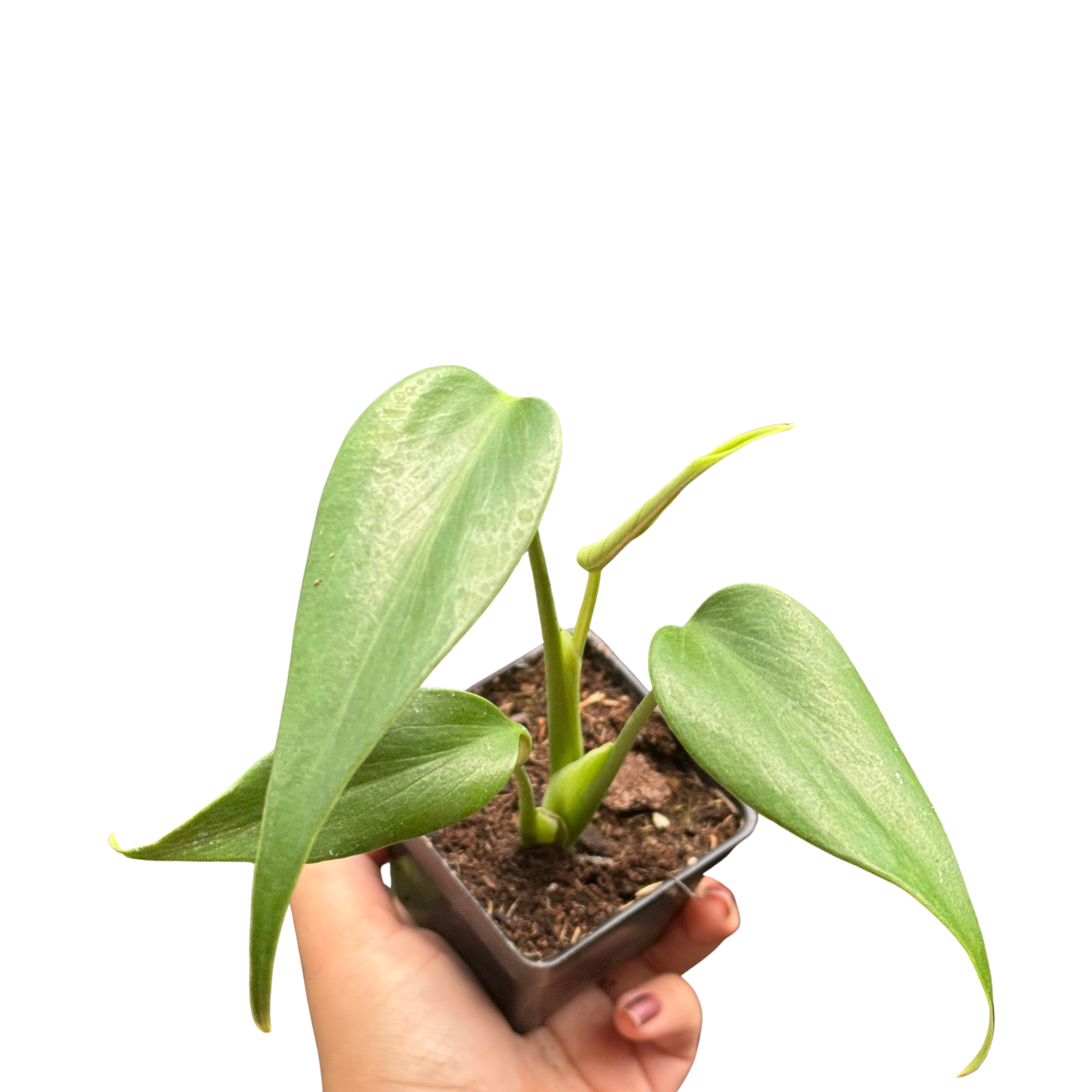 Monstera Burle Marx Flame